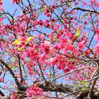 【沖縄本島・北部】名護城跡公園の桜🌸