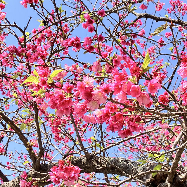 【沖縄本島・北部】名護城跡公園の桜🌸