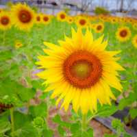 🌻✨ ปักหมุดที่เที่ยวสุดว้าว! ทุ่งทานตะวัน กฟผ. ไทร