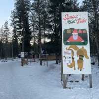 【フィンランド】冬のラップランドでする夢の犬ぞり体験🐕🛷❄️