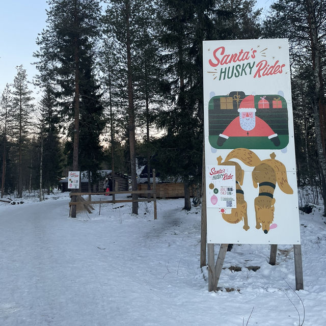 【フィンランド】冬のラップランドでする夢の犬ぞり体験🐕🛷❄️