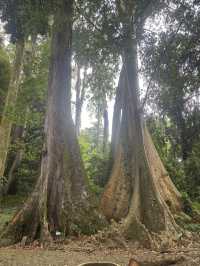 Pohon Jodoh @ Bogor Botanical Garden