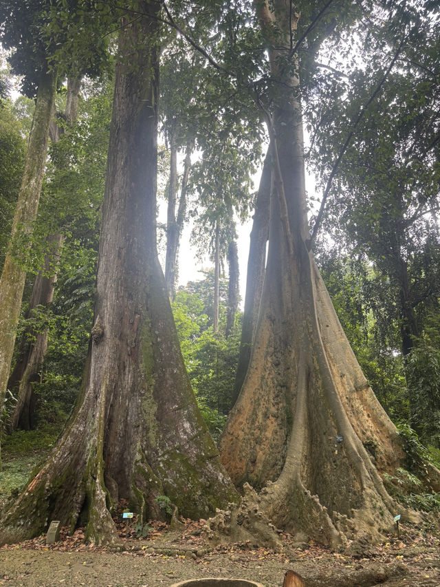 Pohon Jodoh @ Bogor Botanical Garden