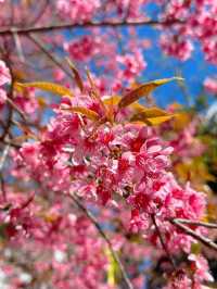 ซากุระ ซากุใจ at ขุนวาง เชียงใหม่ 🌸💖