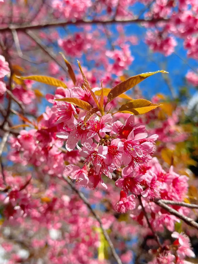ซากุระ ซากุใจ at ขุนวาง เชียงใหม่ 🌸💖