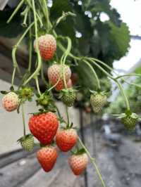 Harada Farm 🍓