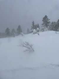 【宮城×冬の旅】  雪が生き物のよう！自然の芸術品  アイスモンスター