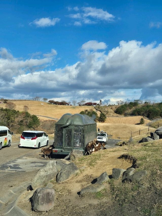 Kyushu Wildlife African Safari 🐆🐃🦬🦌🦓🐘🦒