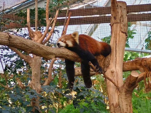 神戶動物王國