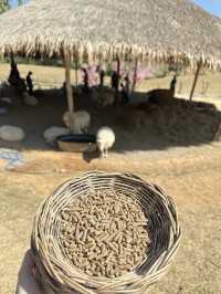 🐑 ม่อนแกะ เขาค้อ 🐏🐑🐑