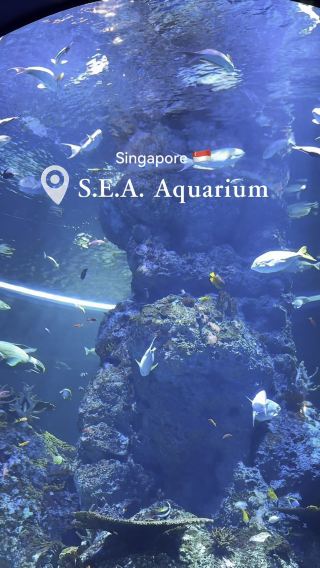 S.E.A. Aquarium in Singapore