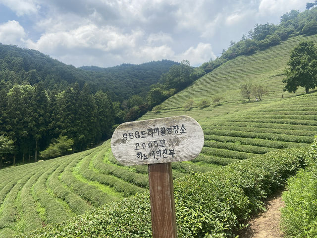 초록빛 힐링 여행✨ 보성 대한다원에서 인생샷 건졌어요!