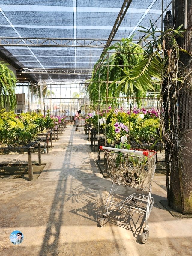 AIRORCHIDS SUPERMARKET