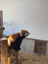 Chausuyama Zoo: Meeting the Adorable Red Panda