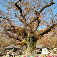 来蘇寺 