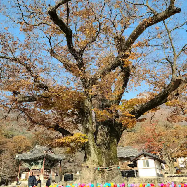 来蘇寺 