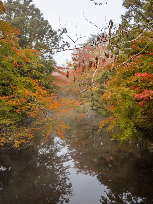 【大分県/由布市】金鱗湖半で期間限定の絶景に出会う