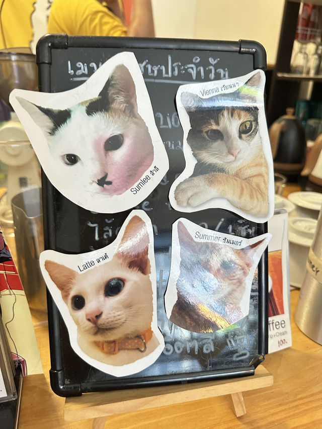 ไปเดทกัน แบบสายเติมแมวกันที่ Moon.S Cafe