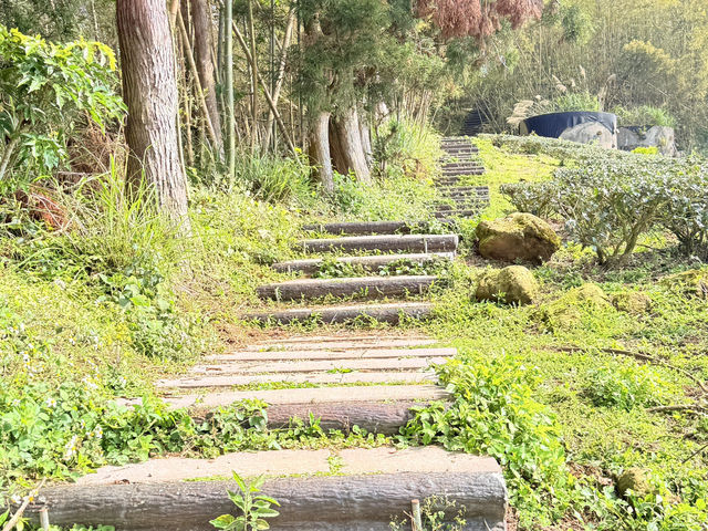 霧裡的茶園～雲嘉五連峰（台灣）