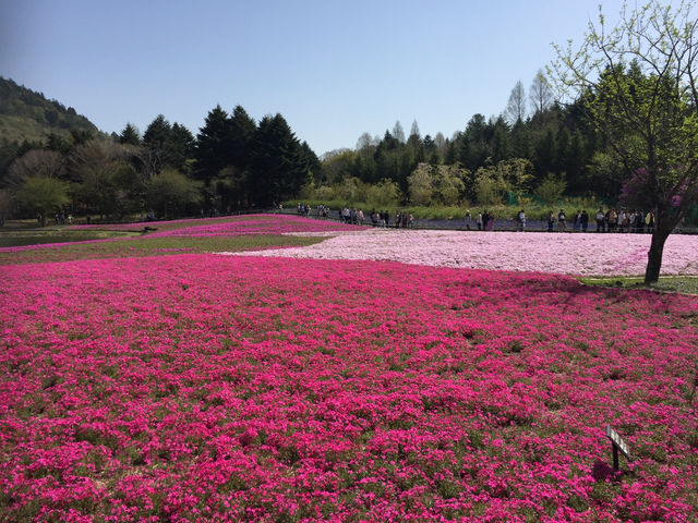 【静岡・富士山】芝桜まつり