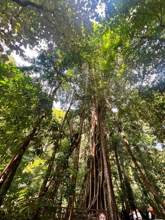 Xishuangbanna Tropical Rainforest National Park: Wangtianshu Scenic Area