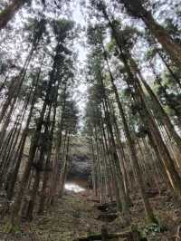 幽靜樹林裡簡樸的上色見熊野座神社