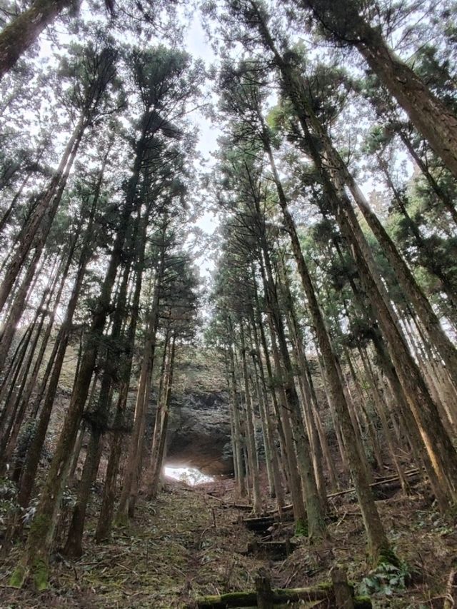 幽靜樹林裡簡樸的上色見熊野座神社