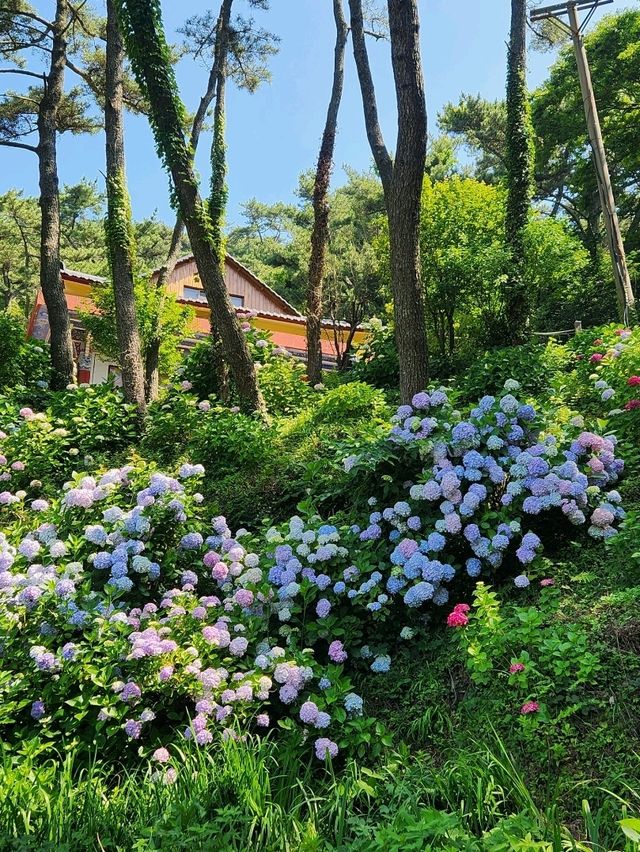 부산여행 영도 태종대 수국 명소(7월 방문 추천)