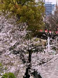 大阪造幣局櫻花步道：春天的浪漫絕景 🌸✨