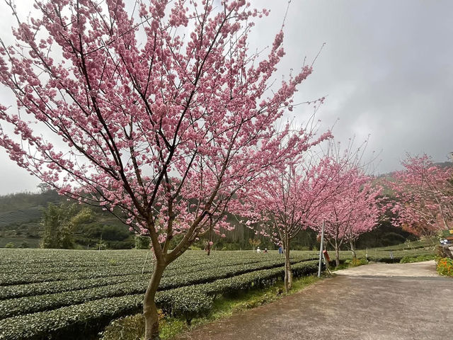 中興製茶所櫻花美景