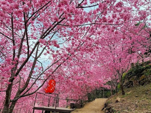 霞喀羅櫻花谷賞櫻美景