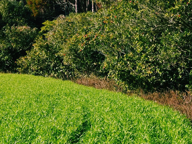 海と棚田のコントラストが美しい、五島の原風景𓂃🌿𓈒𓏸