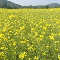 제주도 봄 여행 유채꽃 명소 <보롬왓> 🌼