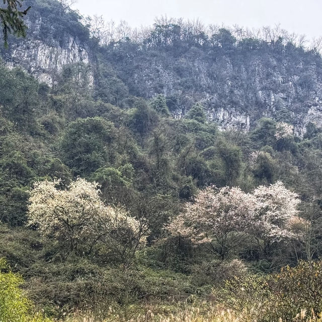 晴空森林🌸櫻花如海