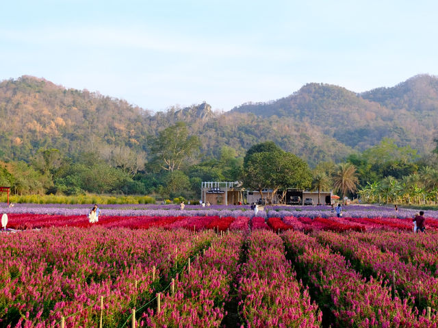 When talking about spring, a flower garden is a must. Check out “Hokkaido Flower Park Khaoyai” here🌸