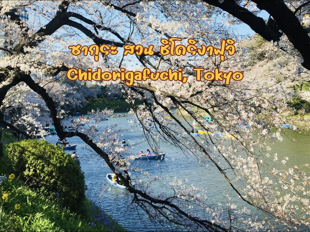 ซากุระริมคูน้ำที่ Chidorigafuchi เดินชิล พายเรือได้