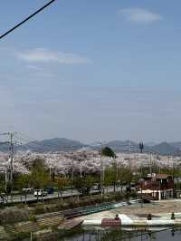 韓國🇰🇷 釜山 三樂生態公園賞櫻🌸