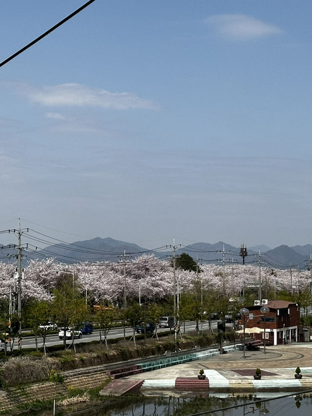 韓國🇰🇷 釜山 三樂生態公園賞櫻🌸