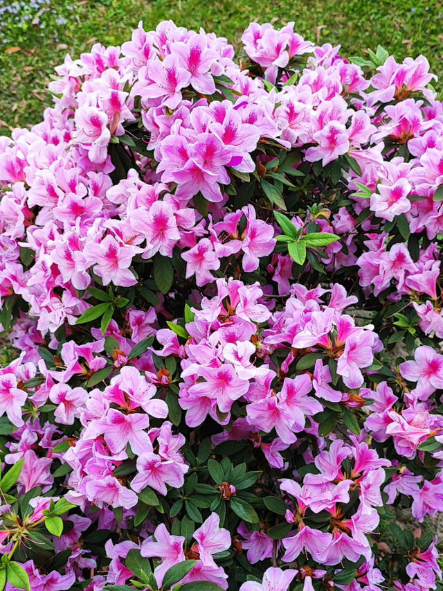 士林官邸一日遊：歷史與自然的深度探索🏯🌺