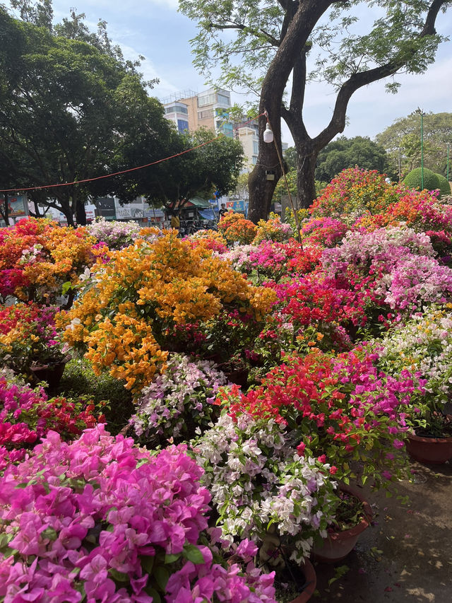 🌸 Spring in Ho Chi Minh City