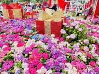 🌷香港2025超大花展又來啦🎀🌸