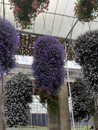 Beautiful & Relaxing Visit to Cameron Highland Flora Park