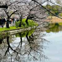 上野公園櫻花祭，池畔賞櫻野餐看祭典，浪漫又愜意！