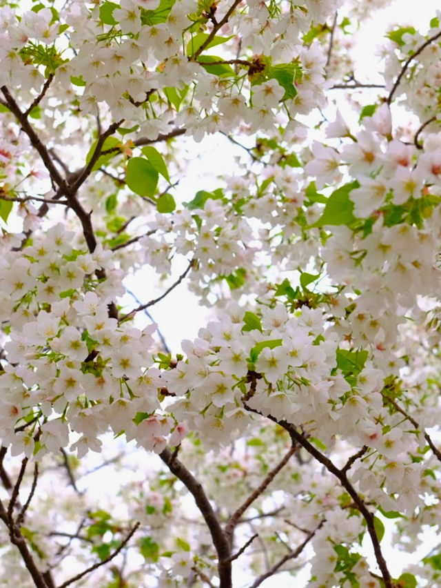 🌸  橫濱賞櫻秘景|📍汽車道 