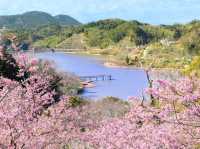 Chasing Sakura at Chiba