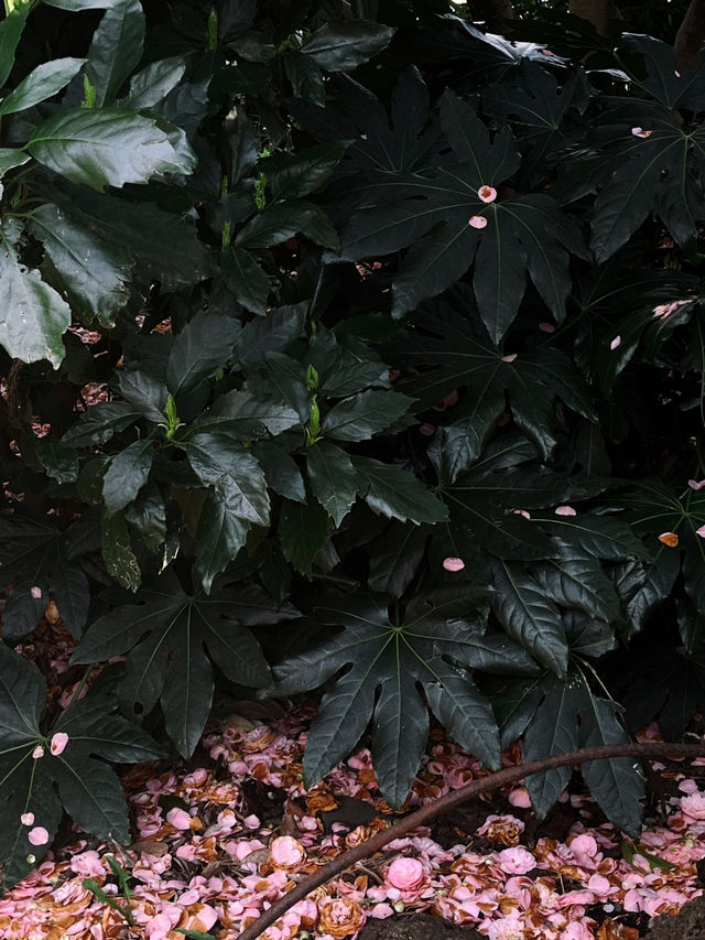 도쿄 벚꽃 명소 꽃놀이🌸