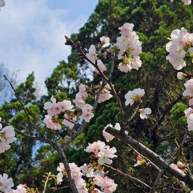 陽明山前山公園