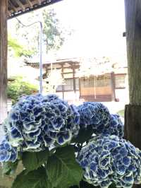 【青岸寺の苔の庭で深呼吸をしませんか。滋賀県　米原市 】