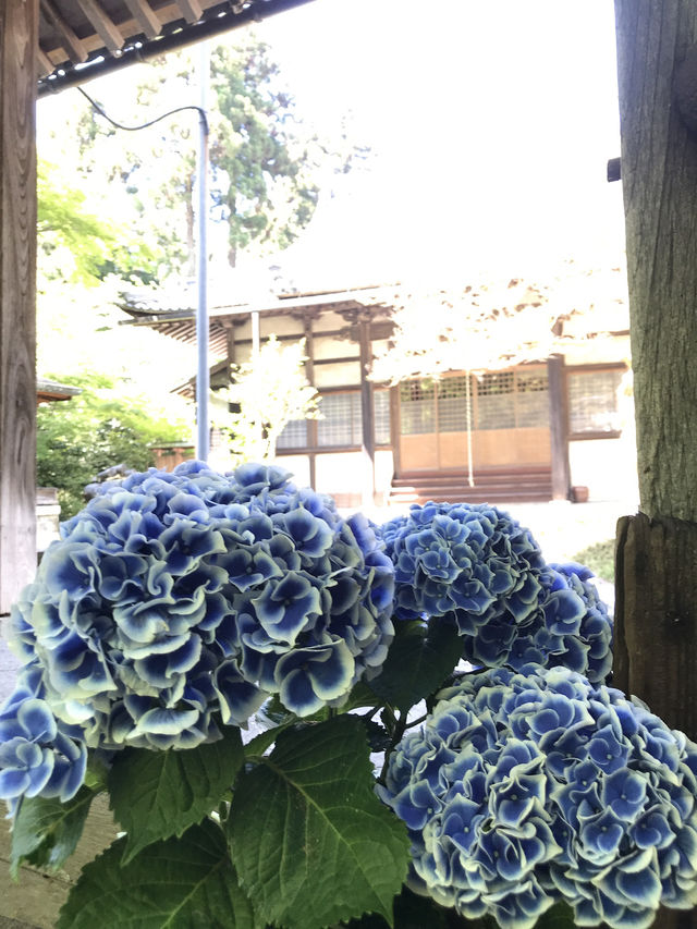【青岸寺の苔の庭で深呼吸をしませんか。滋賀県　米原市 】