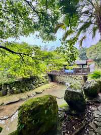內溝山探訪阿凡達的生命之樹